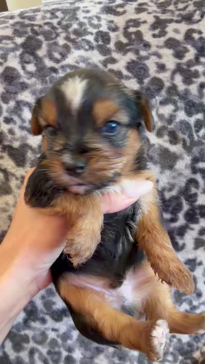 Blacky , a male Yorkshire Terrier for sale in Hesperia, CA – 6 of 6