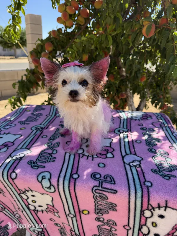 Ginger  – Yorkshire Terrier puppy for sale in Hesperia, CA