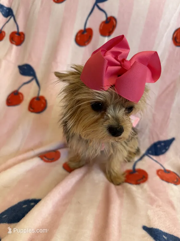 Cherry  – Yorkshire Terrier puppy for sale in Hesperia, CA