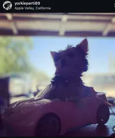 Barbie , a female Yorkshire Terrier for sale in Hesperia, CA – 5 of 7