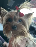 Pepe , a male Yorkshire Terrier for sale in Hesperia, CA – 1 of 4
