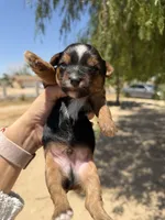 Blacky , a male Yorkshire Terrier for sale in Hesperia, CA – 4 of 6