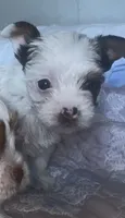 Ginger , a female Yorkshire Terrier for sale in Hesperia, CA – 2 of 5