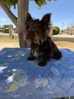 Scooby , a male Yorkshire Terrier for sale in Hesperia, CA – 3 of 4