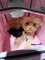 Skippy , a male Yorkshire Terrier for sale in Hesperia, CA – 3 of 7