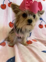 Cherry , a female Yorkshire Terrier for sale in Hesperia, CA – 2 of 5