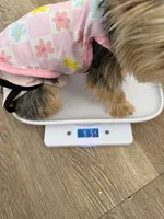 Barbie , a female Yorkshire Terrier for sale in Hesperia, CA – 4 of 4