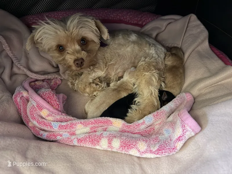 Blacky  – Yorkshire Terrier puppy for sale in Hesperia, CA