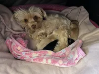 Blacky , a male Yorkshire Terrier for sale in Hesperia, CA – 1 of 6