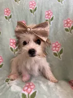Ginger , a female Yorkshire Terrier for sale in Hesperia, CA – 2 of 10
