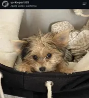 Barbie , a female Yorkshire Terrier for sale in Hesperia, CA – 4 of 5