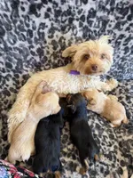 Skippy , a male Yorkshire Terrier for sale in Hesperia, CA – 7 of 7