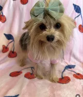 Barbie , a female Yorkshire Terrier for sale in Hesperia, CA – 2 of 5