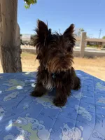 Scooby , a male Yorkshire Terrier for sale in Hesperia, CA – 1 of 4
