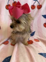 Cherry , a female Yorkshire Terrier for sale in Hesperia, CA – 4 of 5