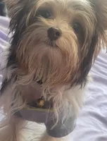 Ginger , a female Yorkshire Terrier for sale in Hesperia, CA – 4 of 5