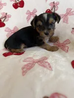 Tigger , a male Yorkshire Terrier for sale in Hesperia, CA – 5 of 10