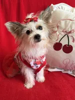 Ginger , a female Yorkshire Terrier for sale in Hesperia, CA – 7 of 10