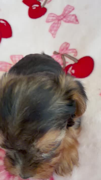 Skippy , a male Yorkshire Terrier for sale in Hesperia, CA – 6 of 7