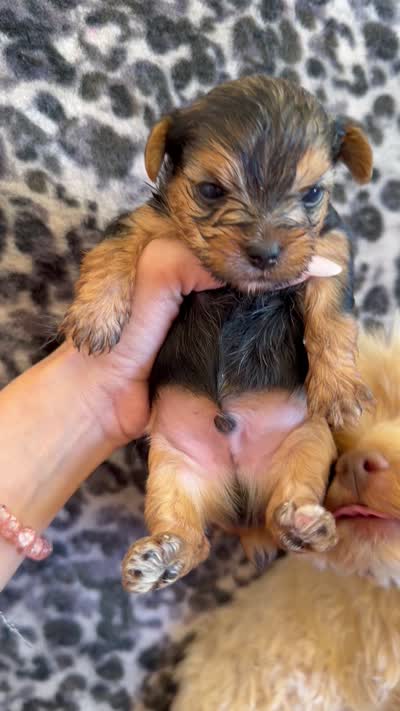 Skippy , a male Yorkshire Terrier for sale in Hesperia, CA – 2 of 7
