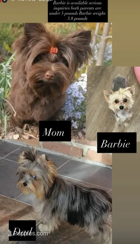 Barbie  – Yorkshire Terrier puppy for sale in Hesperia, CA