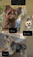 Barbie , a female Yorkshire Terrier for sale in Hesperia, CA – 1 of 5