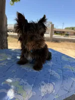 Scooby , a male Yorkshire Terrier for sale in Hesperia, CA – 2 of 4