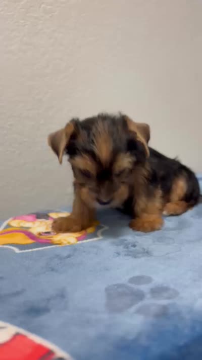 Tigger , a male Yorkshire Terrier for sale in Hesperia, CA – 10 of 10