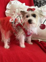 Ginger , a female Yorkshire Terrier for sale in Hesperia, CA – 10 of 10