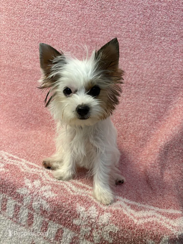 Ginger  – Yorkshire Terrier puppy for sale in Hesperia, CA