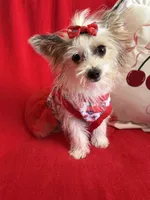 Ginger , a female Yorkshire Terrier for sale in Hesperia, CA – 6 of 10
