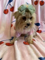 Barbie , a female Yorkshire Terrier for sale in Hesperia, CA – 3 of 4