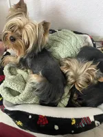 Pepe , a male Yorkshire Terrier for sale in Hesperia, CA – 4 of 4
