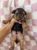 Skippy , a male Yorkshire Terrier for sale in Hesperia, CA – 5 of 7