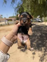 Skippy , a male Yorkshire Terrier for sale in Hesperia, CA – 4 of 7