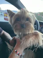Pepe , a male Yorkshire Terrier for sale in Hesperia, CA – 2 of 4