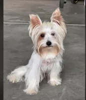 Ginger , a female Yorkshire Terrier for sale in Hesperia, CA – 3 of 5