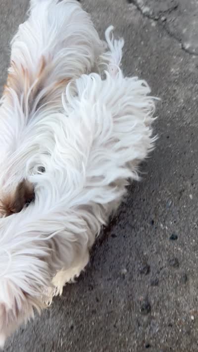 Ginger , a female Yorkshire Terrier for sale in Hesperia, CA – 5 of 5