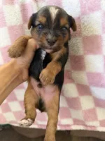 Blacky , a male Yorkshire Terrier for sale in Hesperia, CA – 3 of 6