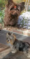 Barbie , a female Yorkshire Terrier for sale in Hesperia, CA – 3 of 7