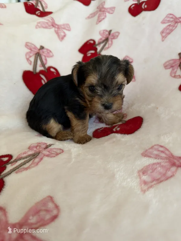 Skippy  – Yorkshire Terrier puppy for sale in Hesperia, CA