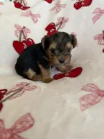 Skippy , a male Yorkshire Terrier for sale in Hesperia, CA – 1 of 7
