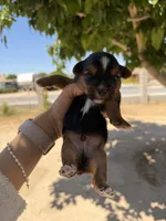Blacky , a male Yorkshire Terrier for sale in Hesperia, CA – 2 of 6