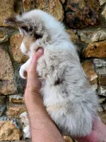 Lacy, a female Australian Shepherd for sale in Lincoln, MO – 3 of 3