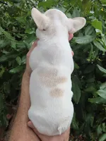 Bianca , a female French Bulldog for sale in Lincoln, MO – 2 of 3