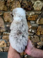 Lacy, a female Australian Shepherd for sale in Lincoln, MO – 2 of 3