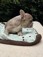 Maya , a female French Bulldog for sale in Lincoln, MO – 4 of 7