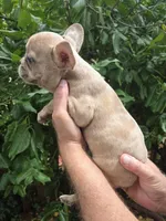 Maya, a female French Bulldog for sale in Lincoln, MO – 4 of 4