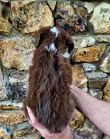 Dolly, a female Australian Shepherd for sale in Lincoln, MO – 2 of 3
