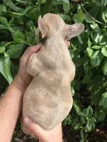 Maya, a female French Bulldog for sale in Lincoln, MO – 3 of 4